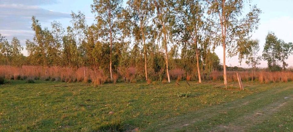 Grundstück mit 10,75 Hektar in Yatayty del Guaira Paraguay in Burkhardtsdorf