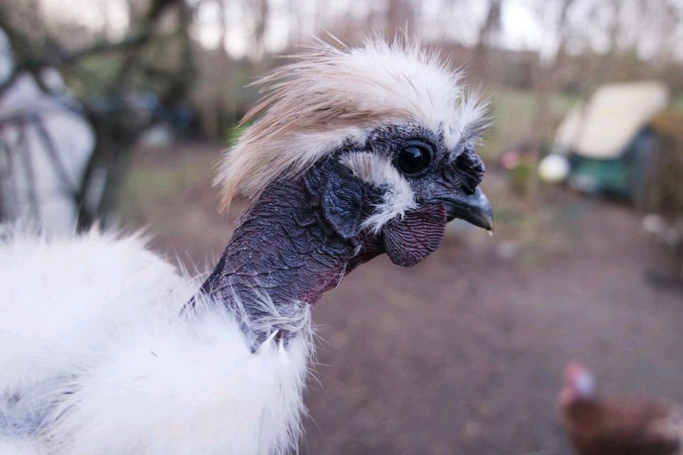 Showgirl Hahn, Seidenhuhn Hahn, Nackthals Hahn in Wedemark