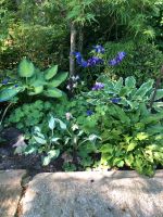 Akelei, Pflanzen für Halbschatten und Schatten mit Blüten Niedersachsen - Dötlingen Vorschau