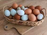 Frische Eier von glücklichen Hühnern  6 , 10 oder 20 Nordrhein-Westfalen - Rhede Vorschau