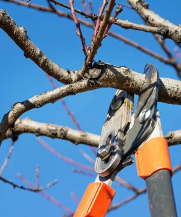 Gartenarbeit| Gartenpflege| Heckenschneiden| Baumfällung in Böhmenkirch