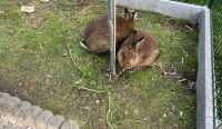 Hasen / Kaninchen Graue Wiener Sachsen - Fraureuth Vorschau