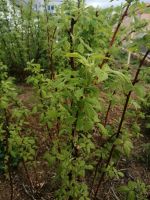 Himbeeren Ableger Bayern - Küps Vorschau