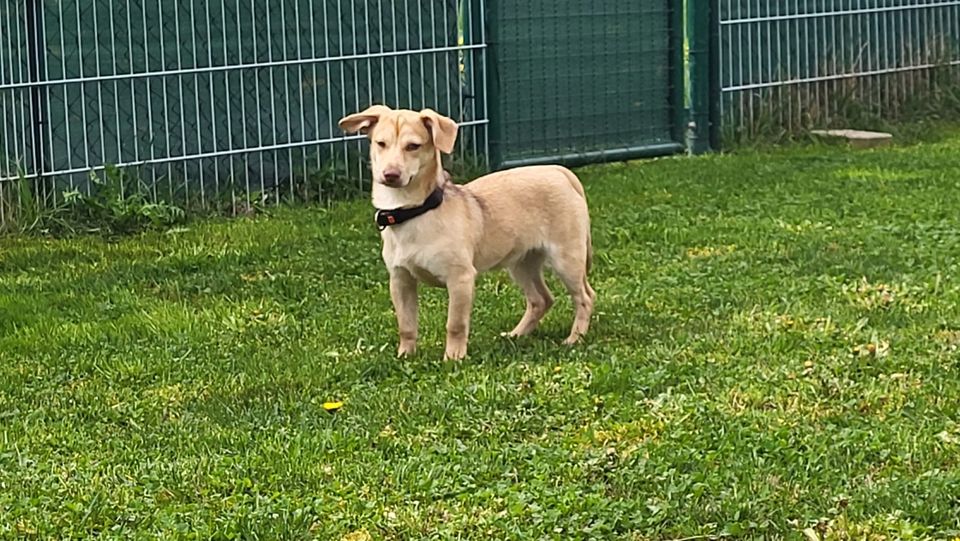 Floh Mischling Welpe Rüde in Geslau