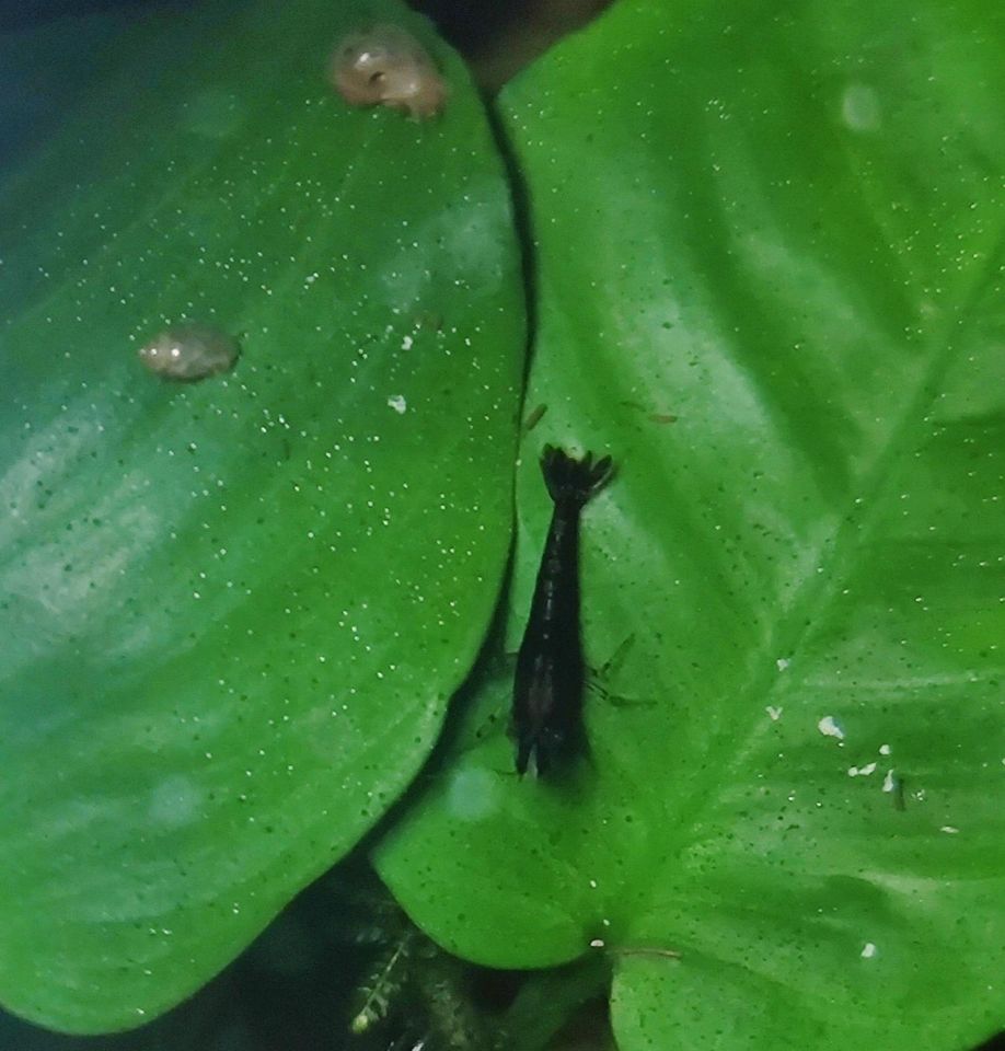 Black Sakura Garnele - Neocaridina davidi in Erlangen