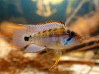 Apistogramma sp. Amaya Jungtiere Nordrhein-Westfalen - Recklinghausen Vorschau