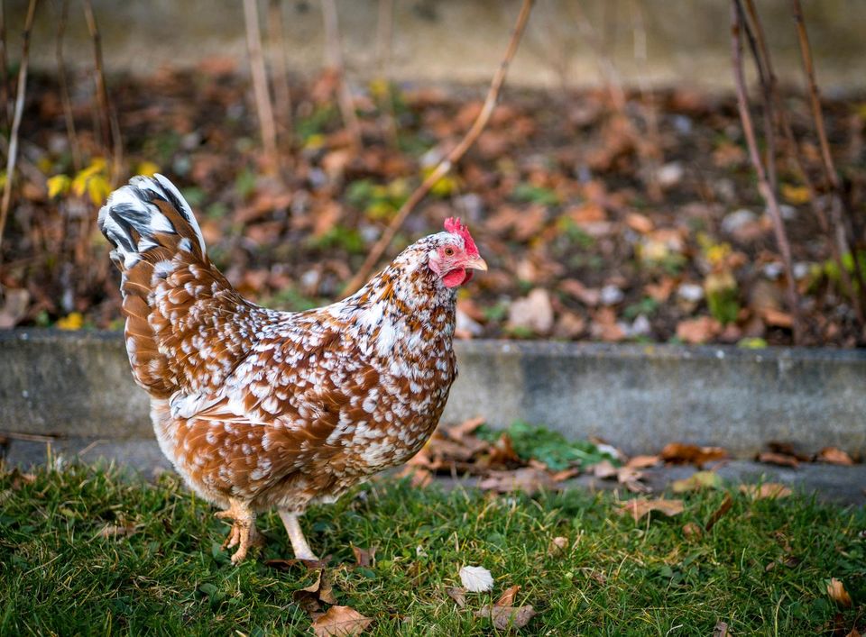 Bruteier, schwedische Blumenhühner,Eier, Blumenhuhn in Rennertshofen