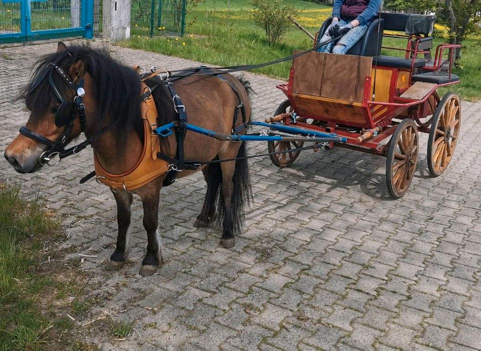 Shetty Trainingswagen / Pony Kutsche in Dorfchemnitz