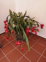 Epiphyllum - Blattkaktus - mit Topf und Rollen - rot Bayern - Tiefenbach Vorschau