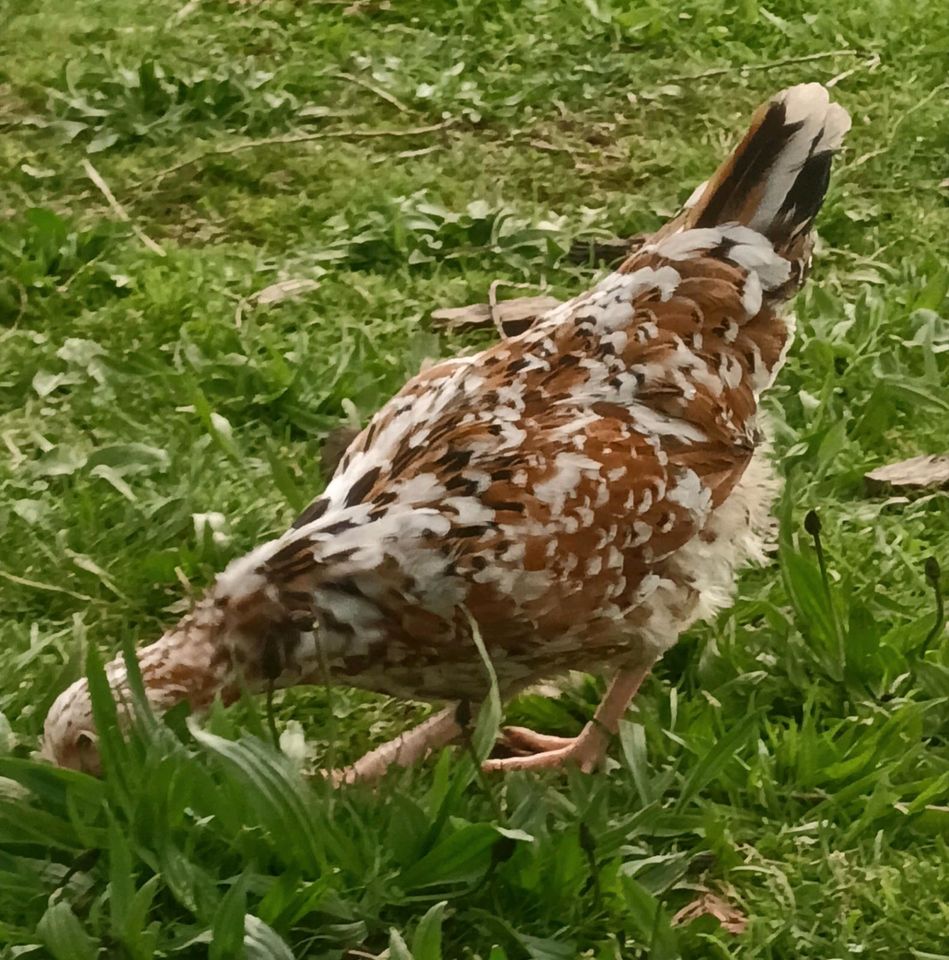 Bio Hühner - CremeLegbar - franz. Marans  - Araucana - Blumenhuhn in Weilmünster