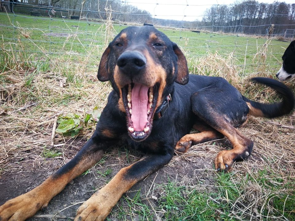 Cesar - ein Traumhund in Hanstedt