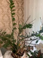 Zimmerpflanze Glukcksfeder , Zamioculcas ca 80-90 cm Nordrhein-Westfalen - Mönchengladbach Vorschau