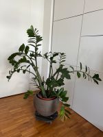 Glücksfeder Zamioculcas Zimmerpflanze Wandsbek - Hamburg Marienthal Vorschau