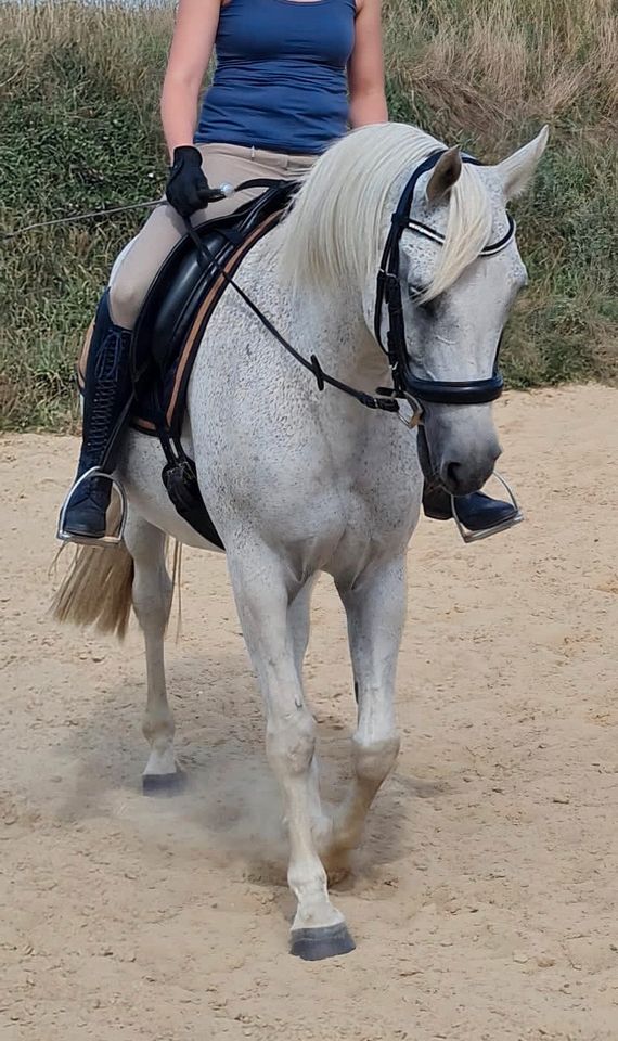 Reitbeteiligung Pferd sucht Reiter in Tessin