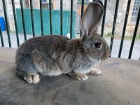 Kaninchen zum weiterfüttern oder lieb haben Sachsen-Anhalt - Mücheln (Geiseltal) Vorschau