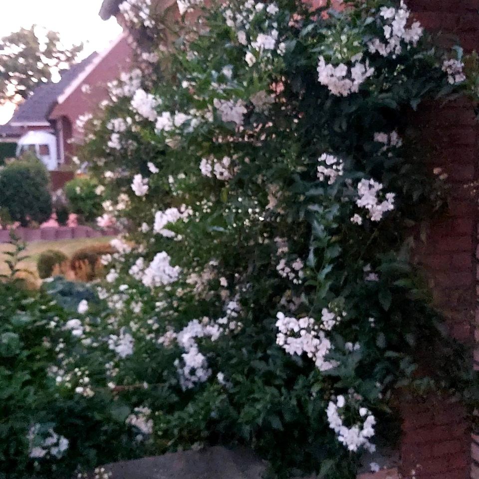 Wunderschöne Ferienwohnungen in Haren/Ems nähe Schloss Dankern in Haren (Ems)