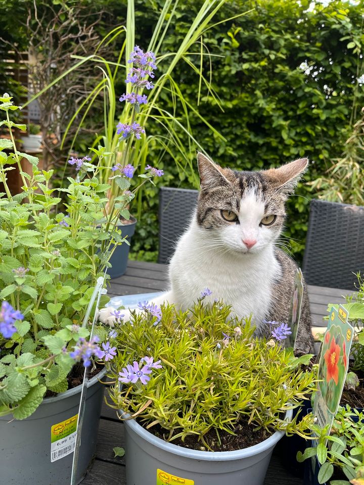 Kleintierpflege Katzenpflege Tiersitting Tierbetreuung in Wustermark