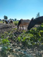 Suche Totholz, Baumschnitt, Obstbaumschnitt Bayern - Pfaffenhausen Vorschau