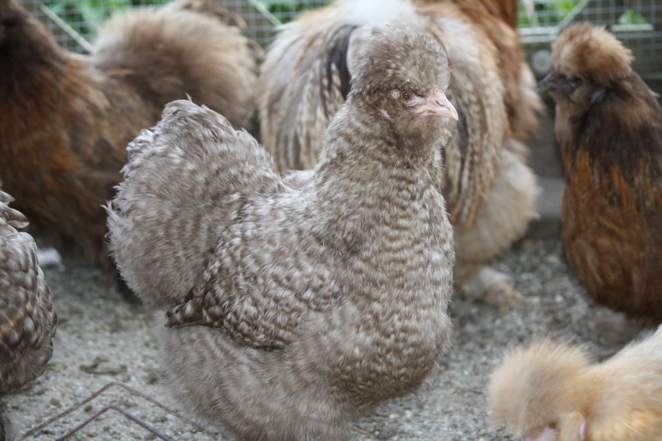 (Brut) Eier von versch. Hühnern, Enten, Gänsen und Puten in Schwarzach