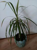 Dracena (ohne Übertopf) zu verkaufen. Wandsbek - Hamburg Rahlstedt Vorschau