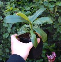 Nepenthes X - Fleischfressende Pflanze Niedersachsen - Winsen (Aller) Vorschau