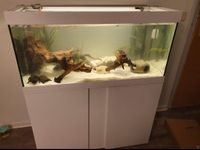 Eheim Vivaline 180L Aquarium Unterschrank,Deckel,Außenfilter, LED Sachsen-Anhalt - Wolmirstedt Vorschau