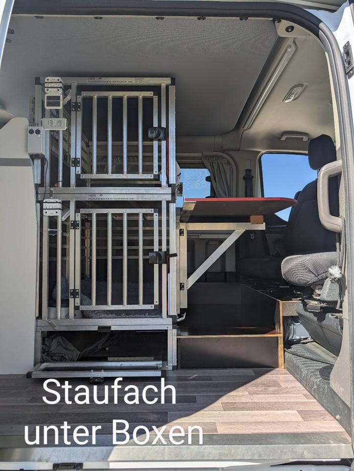 Doggie-Mobil: Ford Nugget Aufstelldach mit 2 grossen Hundeboxen in Grafrath