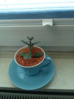 Bepflanzte Kaffeetasse   Geldbaum  mit Unterteller Hessen - Biblis Vorschau