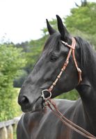 Stute Rappe Kladruber schweres Warmblut Western Bayern - Arnstorf Vorschau