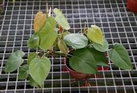 Baumfreund - Philodendron scandens Thüringen - Münchenbernsdorf Vorschau