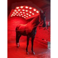 BMhorse ALU Solar Pferdesolarium Solarium Pferde NEU Sachsen-Anhalt - Osterweddingen Vorschau