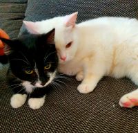 Zwei Katzen suchen neues Zuhause Nordrhein-Westfalen - Gelsenkirchen Vorschau