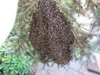 Fange Bienenschwarm kostenlos Thüringen - Eisenach Vorschau