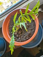 Philodendron Tortum Sachsen-Anhalt - Elbingerode (Harz) Vorschau