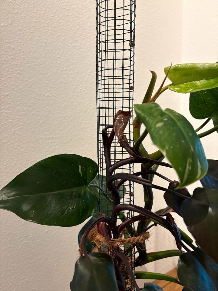 Philodendron Pink Princess White Wizzard Zimmerpflanze Moosstab in Dresden