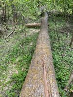 Eichenbaum Bayern - Sonnefeld Vorschau