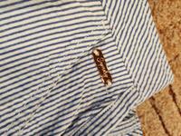 Superdry Shorts neu gr 42 Sachsen - Bautzen Vorschau