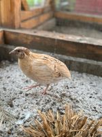 Wachteln abzugeben Baden-Württemberg - Ubstadt-Weiher Vorschau