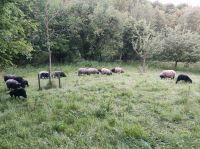 Weidefläche Streuobstwiese Landschaftspflege für Schafe gesucht Hessen - Bad König Vorschau