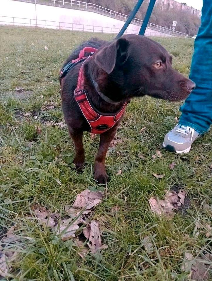 Zserbo - junge Hündin sucht ihre Menschen ♥️ in Köln