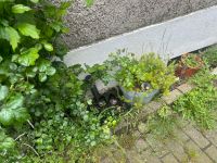 Pflanzkübel, Blumenkästen, Blumentöpfe an Selbstabholer Nordrhein-Westfalen - Moers Vorschau