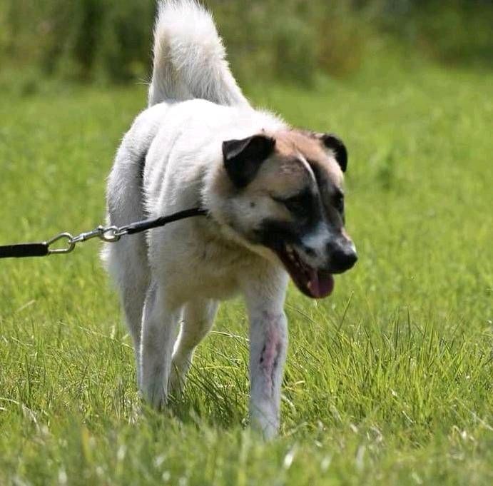 Ducati - perfekter Hofhund sucht sein Zuhause ❤️ in Bad Oeynhausen