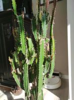 Kaktus, Wolfsmilchkaktus, Euphorbia Trigona Nordrhein-Westfalen - Bottrop Vorschau
