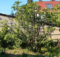 Grosser Feigenbaum abzugeben 2.50-3.00 Meter Baden-Württemberg - Bietigheim-Bissingen Vorschau