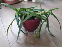 Aloe Vera Zimmerpflanze Sachsen - Plauen Vorschau