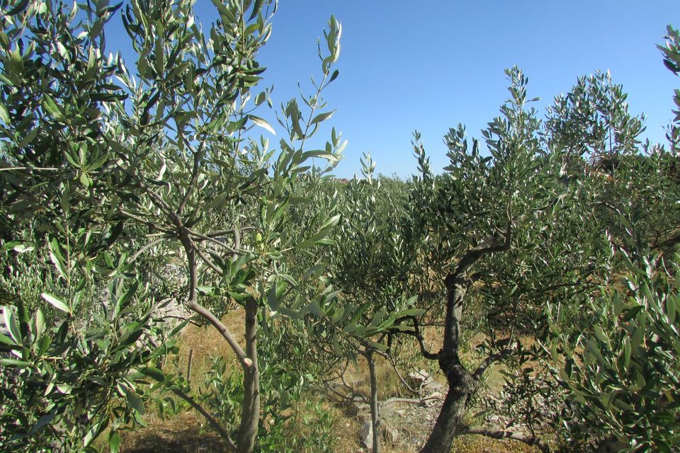 * Kroatien ­ Split * Ackerland/Olivenplantage auf der mediterranen Insel Solta in Mettmann