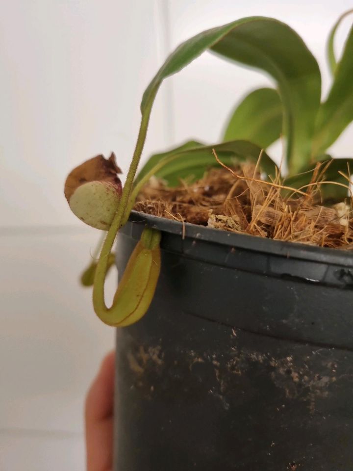 Nepenthes spectabilis Perkinson giant  BE3322 in Hameln