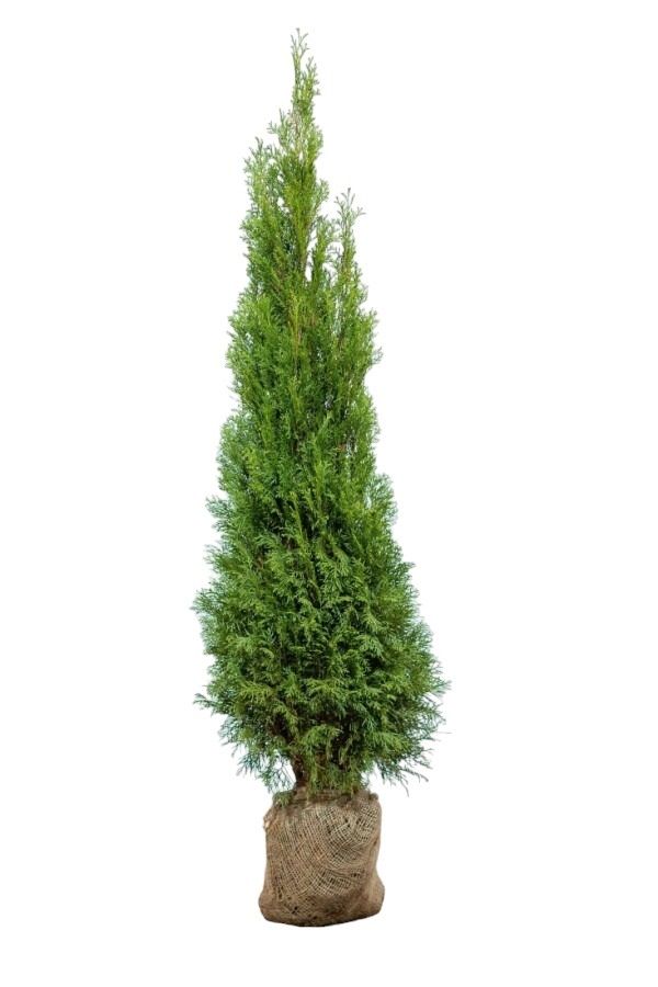 Lebensbaum Thuja Smaragd 160/180 cm Baum/Tanne/Garten in Regenstauf