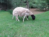 Dorperschaf tragend abzugeben Bayern - Rattenberg Vorschau