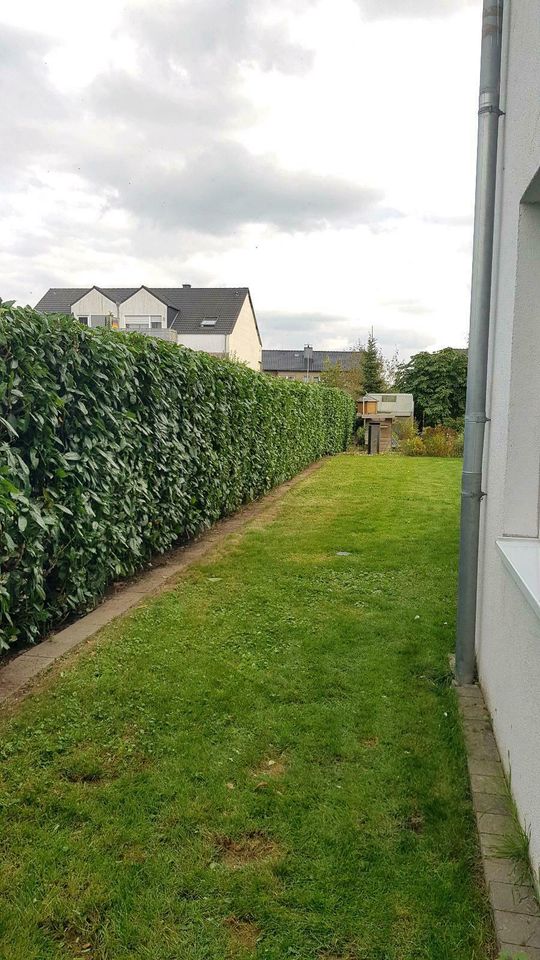 Heckenschnitt Sträucher schneiden Lorbeerhecke Liguster Thuja in Kalkar